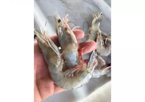 Jumbo/colossal shrimp